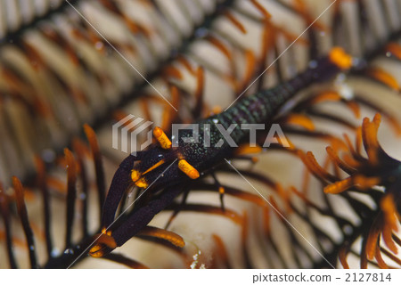 Basara cockfish 2127814