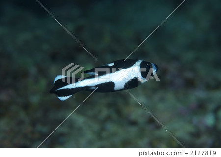 Madaratarumi 2127819