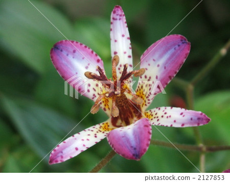 在秋天開花的白色和紫色山野花·百合鴨花Hototogis花Hototogisu 在秋天開花的白色和紫色山野花·百合鴨花Hototogis花Hototogisu 2127853