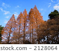 針葉樹 針葉 水杉 2128064
