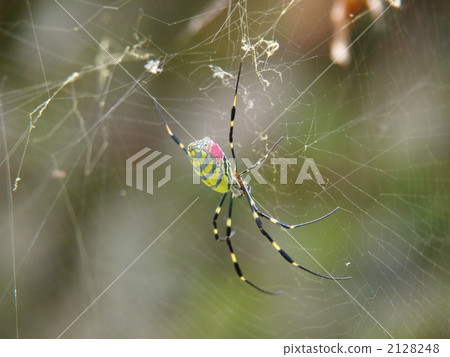 spider, spider web, spider-web 2128248