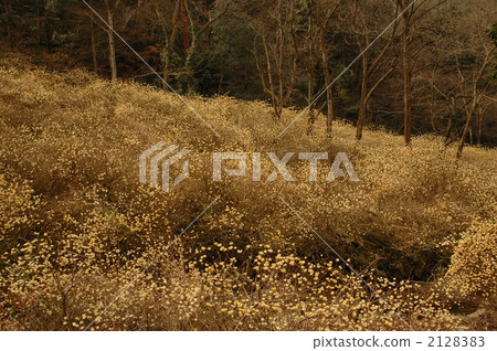 Mitumata flower community 2128383