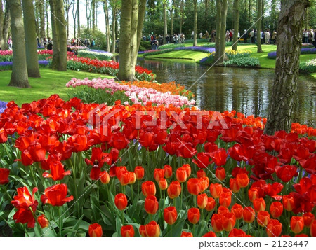 庫肯霍夫〜鬱金香在海濱〜 庫肯霍夫〜鬱金香在海濱〜 2128447