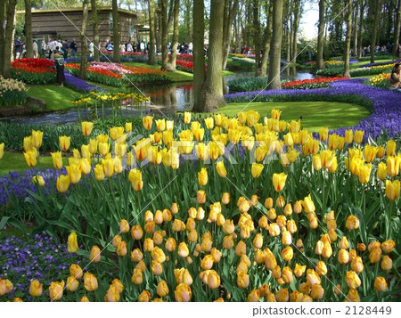 Keukenhof ~ Tulip at the waterfront ~ 2128449