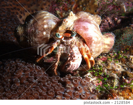 Shark hay hermit crab and beni pimples sea anemone - Stock Photo [2128584]  - PIXTA