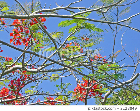 鳳凰木 2128849