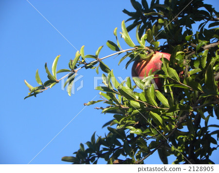 Pomegranate wearing red fruit in a blue sky 2128905