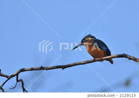 Jade and blue sky Jade and blue sky 2129113