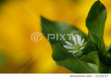 Flower of hakobe 2129157