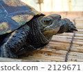 日本擬水龜 烏龜 爬行動物 2129671