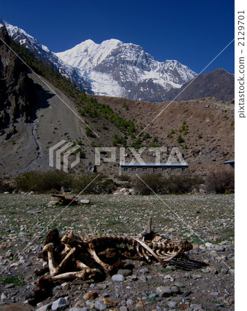 牛的屍體 2129701