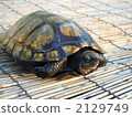 日本擬水龜 烏龜 爬行動物 2129749
