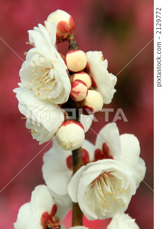 White plum White plum 2129772