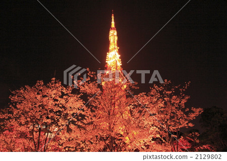 Tokyo Tower and Night Cherry Blossoms Tokyo Tower and Night Cherry Blossoms 2129802