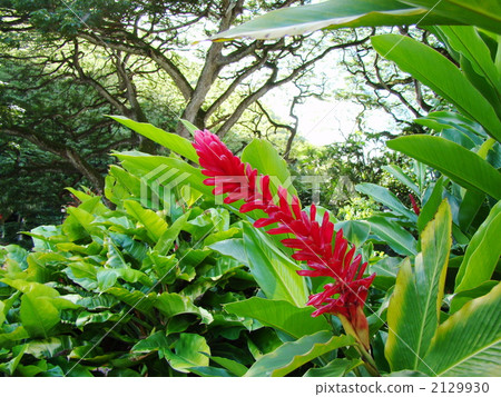 Red ginger 2129930