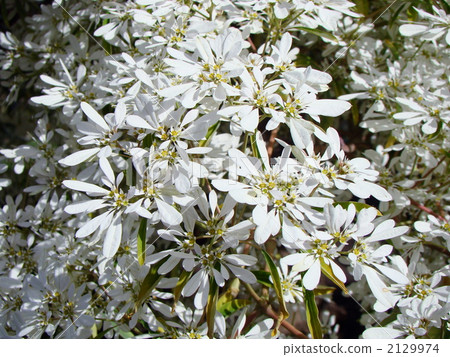 Euphorbia Snow White 2129974