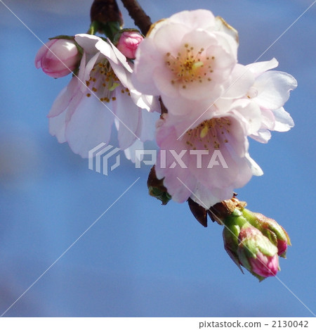 october cherry blossoms, petal, petals 2130042
