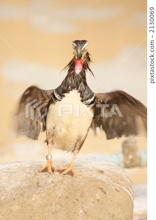 Flapping Flapping 2130069