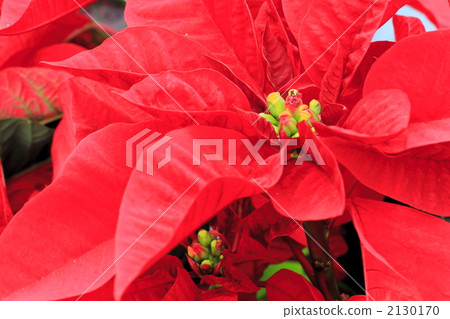 Poinsettia Poinsettia 2130170
