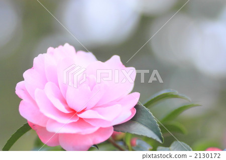 Camellia Camellia 2130172
