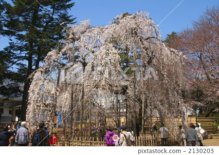 Folded cherry tree of Kobo Temple Folded cherry tree of Kobo Temple 2130203