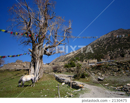 前往尼泊爾安納布爾納的路線 2130475