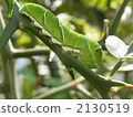 Swallowtail larvae 2130519