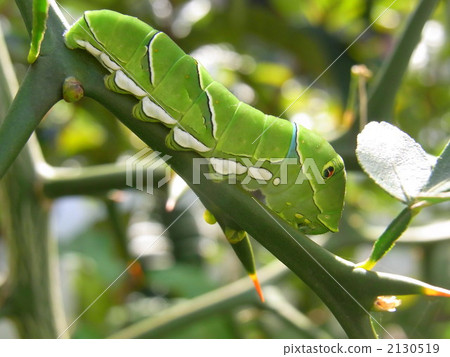 Swallowtail larvae 2130519