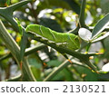 Swallowtail larvae 2130521