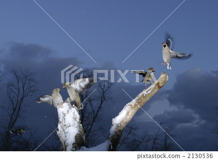 hawfinch, wild bird, avian - Stock Photo [2130536] - PIXTA
