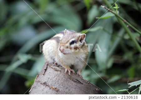 Chipmunk 2130618