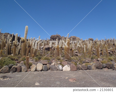 cacti, latin america, saline lake 2130801