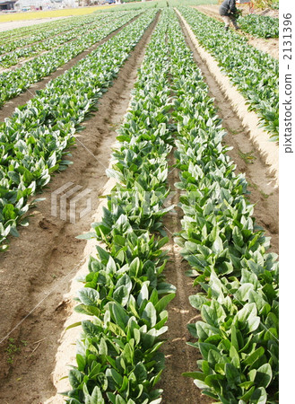 枯木亞麻抽 蔬菜 原野 2131396