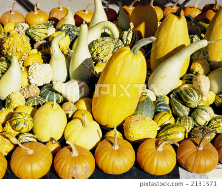 Pumpkin Pumpkin 2131571