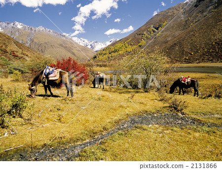 Four girls' mountain fall 2131866