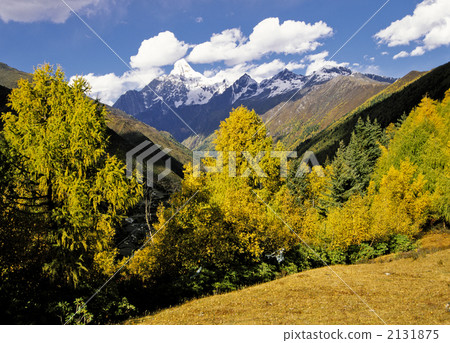 Yellow leaves of four girls' mountains Yellow leaves of four girls' mountains 2131875