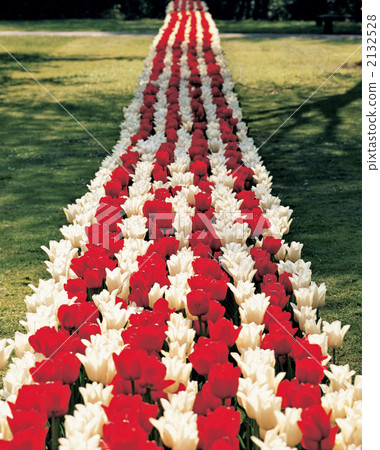 Tulip in Keukenhof Park Tulip in Keukenhof Park 2132528