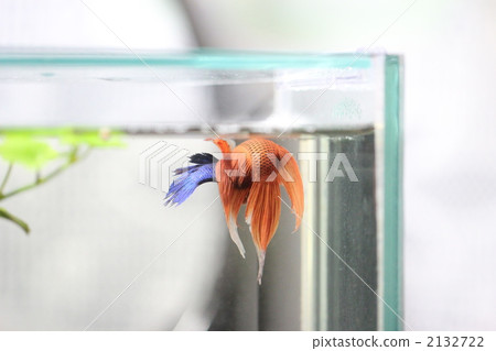 Copulation of solid 2132722