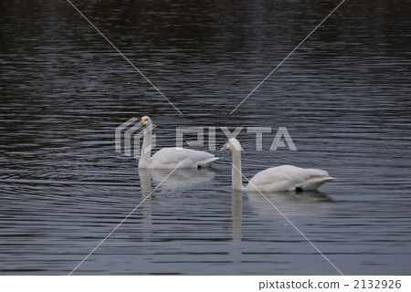 Tundra swan 2132926