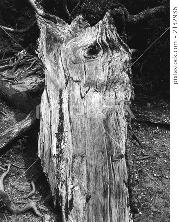 Mimiuku cedar of the Oga Ezeki Mimiuku cedar of the Oga Ezeki 2132936