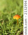 mushroom, mushrooms, vegetation 2132994