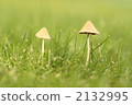 mushroom, mushrooms, botanic 2132995