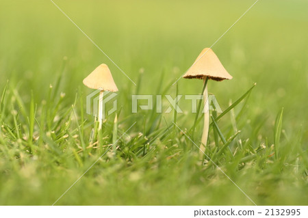 羊肚菌 蘑菇 植物 2132995