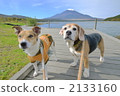 Autumn Yokohama Beagle Jack 2133160