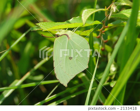 Yamaha Yamaha 2133418