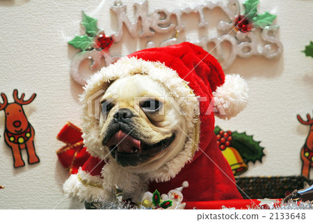 法國牛頭犬 聖誕季節 聖誕節期 2133648
