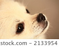 Cute Chihuahua's Up 2133954