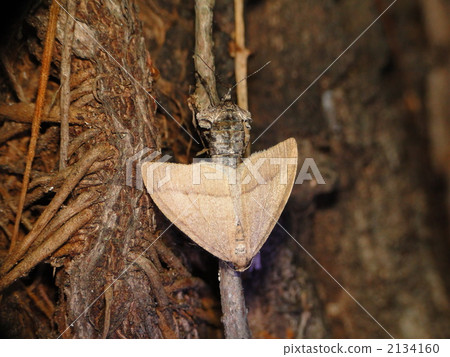 Cross Juifenaca 2134160