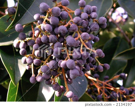 Tow murmur Tow murmur 2134197