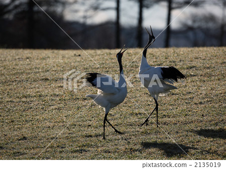 japanese crane, red-crowned crane, crane 2135019